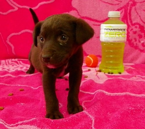 CoCo- Puppy