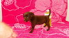 CoCo- Puppy