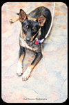 Shep