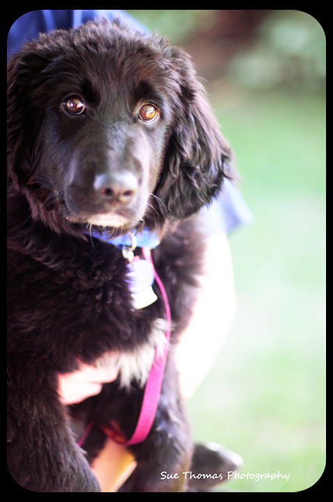 Sandy-Puppy