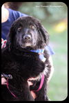 Sandy-Puppy