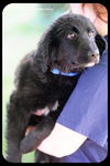 Sandy-Puppy