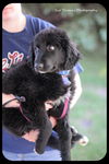 Sandy-Puppy