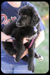 Sandy-Puppy