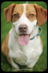 Bosley