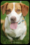 Bosley