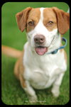Bosley