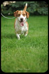 Bosley