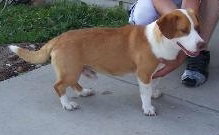Bosley