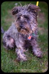 Missy