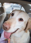 Dodger