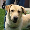 Bosco