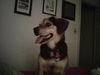 Bandit