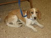 Pixie-Puppy