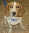 Pixie-Puppy