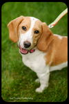 Pixie-Puppy