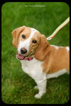 Pixie-Puppy