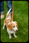 Pixie-Puppy