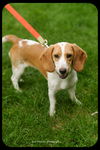 Pixie-Puppy