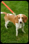 Pixie-Puppy