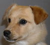 Tyler -puppy
