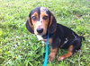Starsky-Puppy