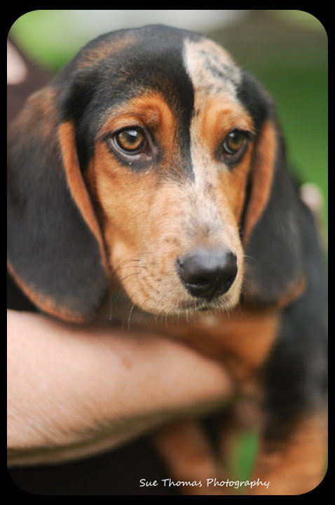 Starsky-Puppy