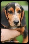 Starsky-Puppy