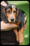 Starsky-Puppy