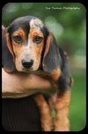 Starsky-Puppy