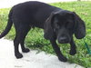Hutch -Puppy