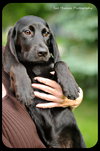 Hutch -Puppy