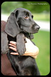Hutch -Puppy