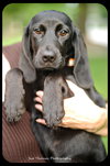 Hutch -Puppy