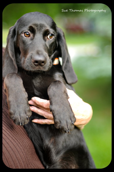 Hutch -Puppy