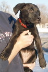 Pippin 