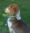 Barkley