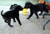 Peewee -Puppy