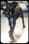 Peewee -Puppy