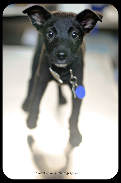 Peewee -Puppy