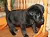 Chunky Monkey -Puppy