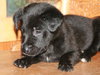 Chunky Monkey -Puppy