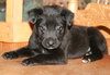 Chunky Monkey -Puppy