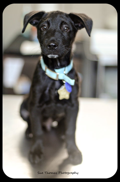 Chunky Monkey -Puppy