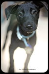 Chunky Monkey -Puppy