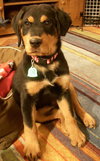 Arlo