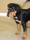Arlo