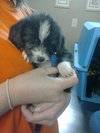 Dixie-Puppy