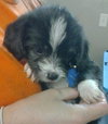 Dixie-Puppy