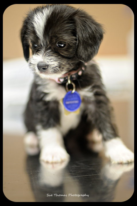 Dixie-Puppy